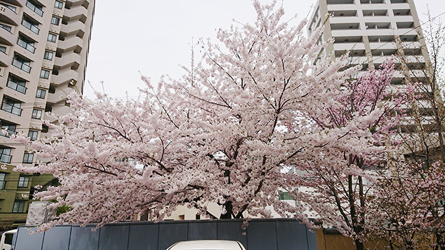 龍興寺の桜